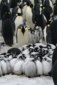 Emperor Penguins huddle in turtle formation