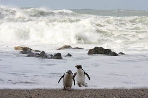 Fiordland Crested Penguins Landing