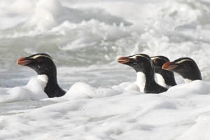 Fiordland Penguins swimming