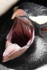 Fiordland Penguins Tongue and Lingual Papillae