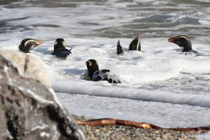 Fiordland Penguins Bathing