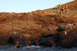 Galapagos Penguin, Bartholome Island, Santiago Island, Galapagos