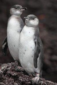 Juvenile Galapagos Penguins
