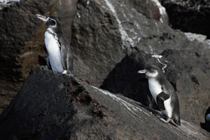 Juvenile Galapagos Penguin with Adult