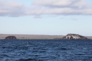 Galapagos Penguin breeding sites Mariela Islands