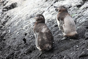 Moulting Galapagos Penguins