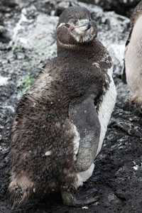 Moulting Galapagos Penguin