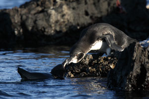 Galapagos Penguin Courtship Behaviour