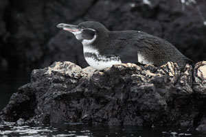 Galapagos Penguin resting