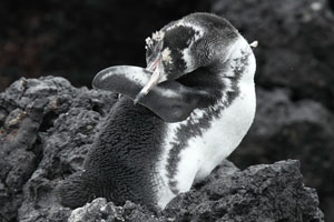 Galapagos Penguin Preening Flipper