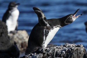 Galapagos Penguin Stretching