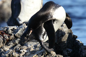 Galapagos Penguin Preening Back