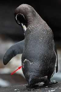 Galapagos Penguin entering water