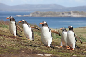 Gentoo Penguins on Falkland Islands