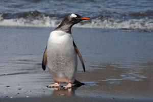 Gentoo penguin landing on beach