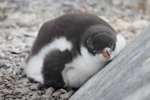 Resting Gentoo Penguin chick