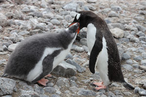 Gentoo Penguin provisioning chick