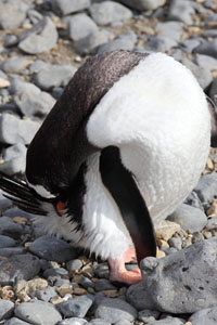 Gentoo penguin preening