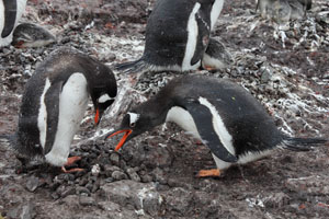Gentoo Penguin giving rock to mate