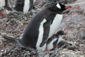 Gentoo Penguin with live and dead chick