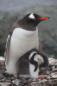 Gentoo Penguin with chick on nest