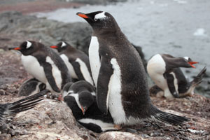 Gentoo Penguin with chicks in colony
