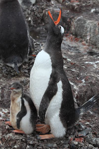 Gentoo Penguin on nest performing ecstatic display
