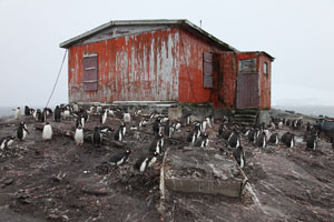 Gentoo penguins nesting at Mickelson Harbour