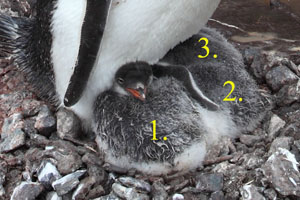 Gentoo Penguin with three chicks