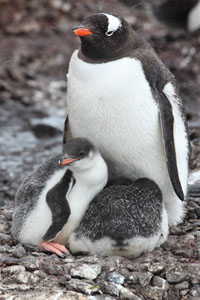 Gentoo Penguin with 2 chicks