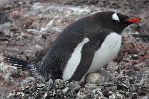 Gentoo Penguin with unhatched egg