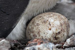 Gentoo Penguin egg