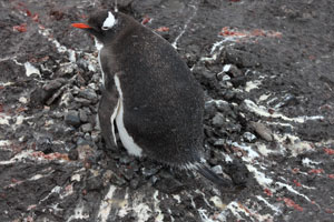 Radially distributed faeces around Gentoo Penguin nest