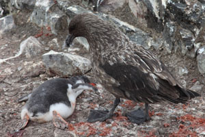 Skua killing Gentoo Penguin chick