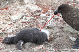 Skua eating Gentoo Penguin chick