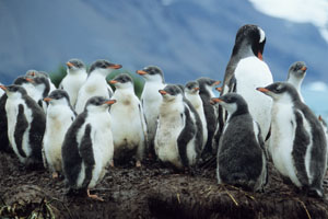 Gentoo Penguin creche Prion Island