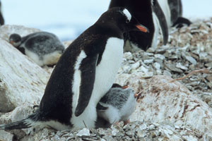 Defacating Gentoo penguin chick