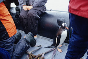 Gentoo Penguin which jumped into boat to escape orcas