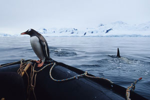 Gentoo Penguin in zodiac escaping from orcas