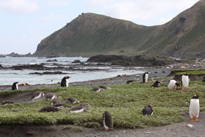 Gentoo Penguins Macquarie Island