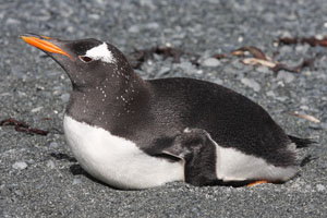 Gentoo Penguin lying on gravel resting