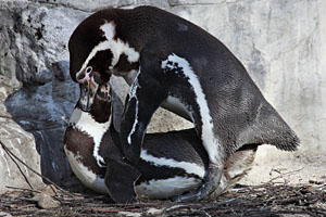 Humboldt Penguin copulation