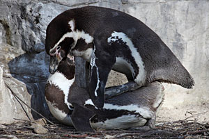 Humboldt Penguin copulation