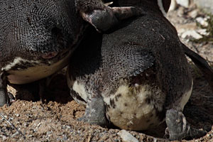 Humboldt Penguin cloaca post-copulation