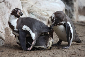 Unpaired Humboldt Penguin male disrupting copulation