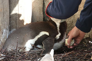 Zookeeper inspecting half-hatched egg of Humboldt Penguin