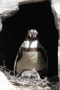 Nesting cage with adult and chick Humboldt Penguins, Munich Zoo