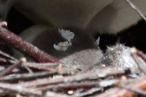 Humboldt Penguin Chick, Recently Hatched, Protoptile Plumage