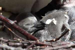 Pair of Humboldt Penguin Chicks, Recently Hatched, Protoptile Plumage