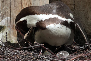 Humboldt Penguin on nest with two chicks